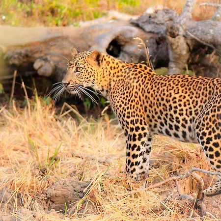 Jami River Side Hotel & Yala Safari Place Тиссамахарама Экстерьер фото